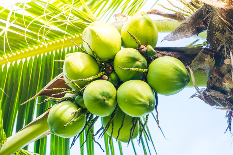renewable-energy-from-coconut-waste